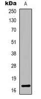 Histone H3 Rabbit Polyclonal Antibody