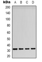 CD257 Rabbit Polyclonal Antibody
