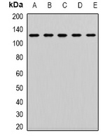 CD133 Rabbit Polyclonal Antibody