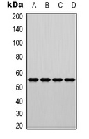 Fascin Rabbit Polyclonal Antibody