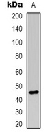 CD209 Rabbit Polyclonal Antibody