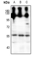 NPY5R Rabbit Polyclonal Antibody