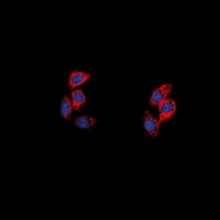 NPY5R Rabbit Polyclonal Antibody