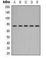 CD271 Rabbit Polyclonal Antibody