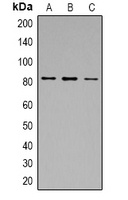 Calpain 1 Rabbit Polyclonal Antibody