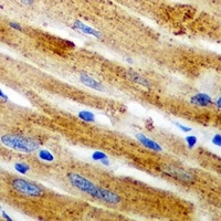 Calpain 1 Rabbit Polyclonal Antibody