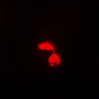 PA28 gamma Rabbit Polyclonal Antibody