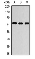 Alpha-tubulin 4a Rabbit Polyclonal Antibody
