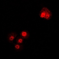 Alpha-tubulin 4a Rabbit Polyclonal Antibody