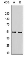 RBFOX3 Rabbit Polyclonal Antibody