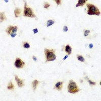 RBFOX3 Rabbit Polyclonal Antibody
