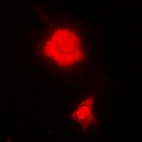 RBFOX3 Rabbit Polyclonal Antibody