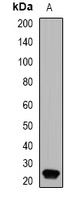 GPx-4 Rabbit Polyclonal Antibody
