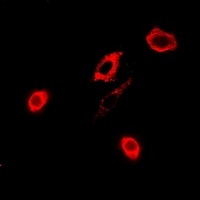 GPx-4 Rabbit Polyclonal Antibody