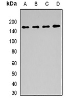 BAG6 Rabbit Polyclonal Antibody