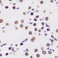 WDR5 Rabbit Polyclonal Antibody