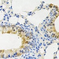 PPX Rabbit Polyclonal Antibody