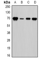 LTA4H Rabbit Polyclonal Antibody