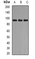 Axin-2 Rabbit Polyclonal Antibody