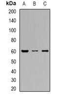 OAT3 Rabbit Polyclonal Antibody