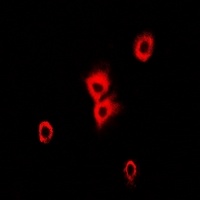 Alpha-tubulin 4a Rabbit Polyclonal Antibody