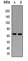 PDZK1 Rabbit Polyclonal Antibody