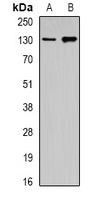 GM130 Rabbit Polyclonal Antibody