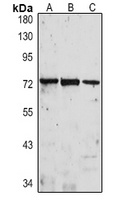 IL-1R3 Rabbit Polyclonal Antibody