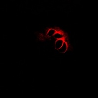 CHMP2B Rabbit Polyclonal Antibody