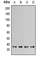 HAX1 Rabbit Polyclonal Antibody