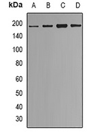 ESET Rabbit Polyclonal Antibody