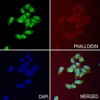 IRAK4 Rabbit Polyclonal Antibody
