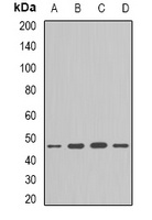 Flotillin-1 Rabbit Polyclonal Antibody