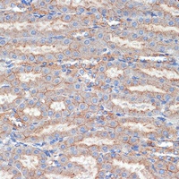 Flotillin-1 Rabbit Polyclonal Antibody