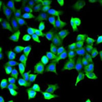 Flotillin-1 Rabbit Polyclonal Antibody