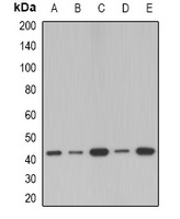 SerpinB1 Rabbit Polyclonal Antibody
