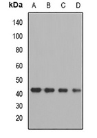 OXA1L Rabbit Polyclonal Antibody