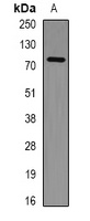 PHF21A Rabbit Polyclonal Antibody