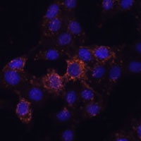 GRP Rabbit Polyclonal Antibody