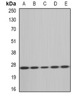 MsrA Rabbit Polyclonal Antibody