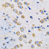 MsrA Rabbit Polyclonal Antibody