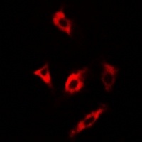 MsrA Rabbit Polyclonal Antibody