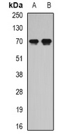 Secretogranin-2 Rabbit Polyclonal Antibody