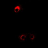 DDAH2 Rabbit Polyclonal Antibody