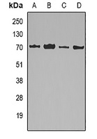 Lamin B2 Rabbit Polyclonal Antibody