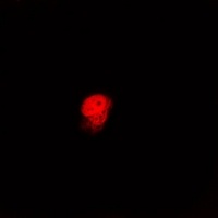 Lamin B2 Rabbit Polyclonal Antibody