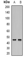 SHARP-2 Rabbit Polyclonal Antibody