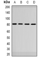 GBE1 Rabbit Polyclonal Antibody