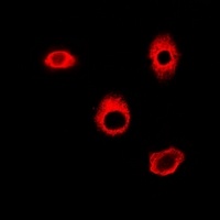 HAGH Rabbit Polyclonal Antibody