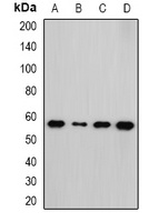 NEK3 Rabbit Polyclonal Antibody